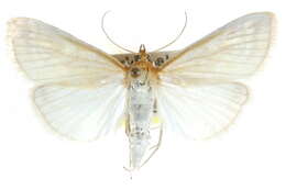 صورة Sitochroa dasconalis Walker 1859