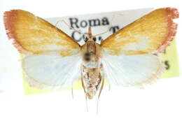 Image de Xanthostege roseiterminalis Barnes & McDunnough 1914