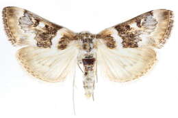 Image of Loxostege kearfottalis Walter 1928