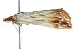 Image of Loxostege egregialis Munroe 1976