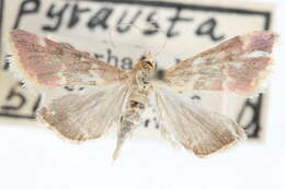 Image of Pyrausta inveterascalis Barnes & McDunnough 1918