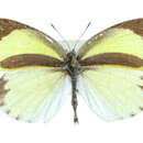 Imagem de <i>Eurema <i>daira</i></i> daira