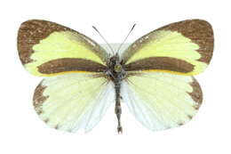 Image of Barred Yellow