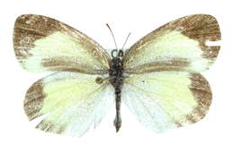 Image of <i>Eurema <i>daira</i></i> daira