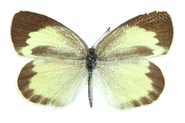 Image of <i>Eurema <i>daira</i></i> daira