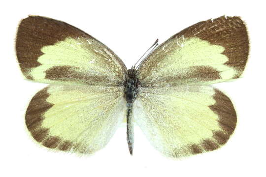 Image of Barred Yellow