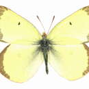 Imagem de Colias scudderii scudderii