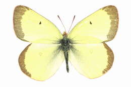 Imagem de Colias scudderii scudderii