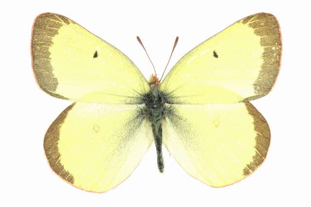 Image of Colias scudderii