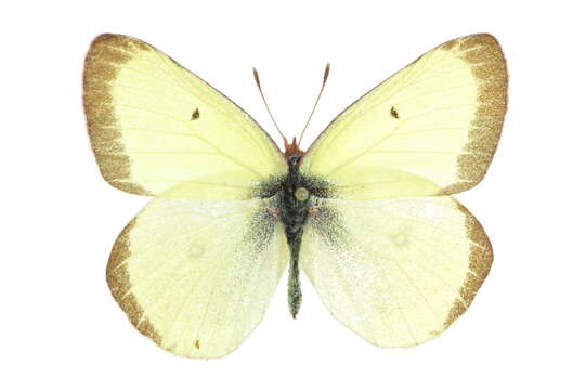 Imagem de Colias scudderii scudderii