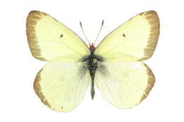 Image of Colias scudderii