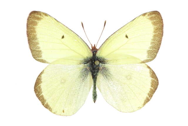 Image of Colias scudderii