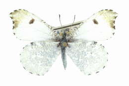 Image of Falcate Orangetip