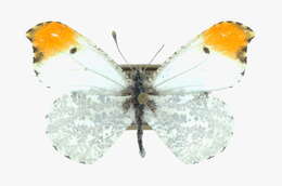 Image of Falcate Orangetip