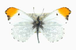 Image of Falcate Orangetip