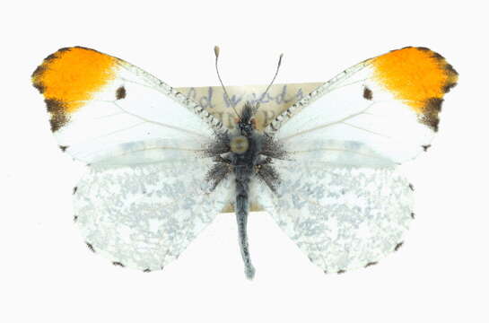 Image of Falcate Orangetip