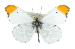 Image of Falcate Orangetip