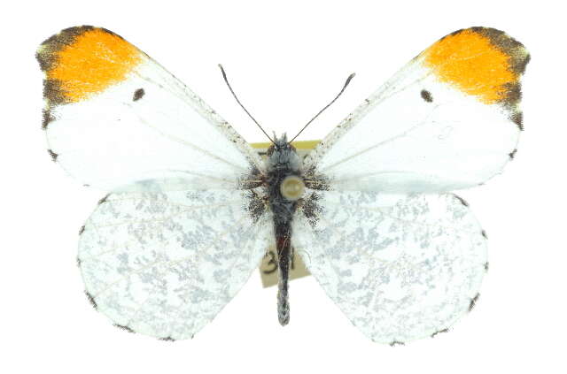 Image of Falcate Orangetip