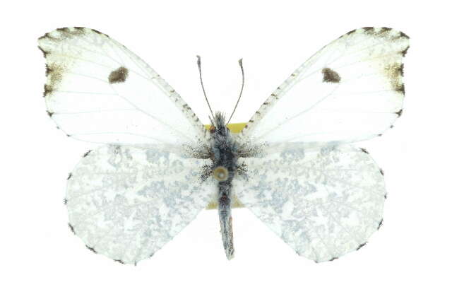 Image of Falcate Orangetip