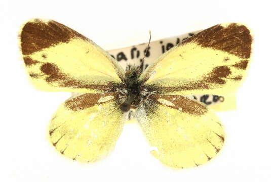 Image of Dainty Sulphur