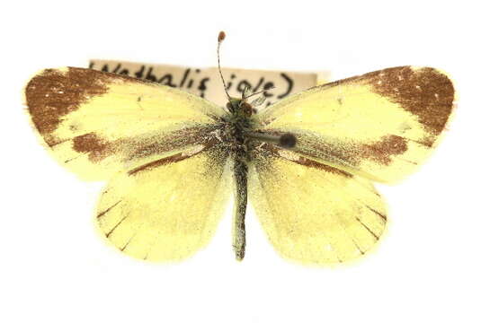 Image of Dainty Sulphur