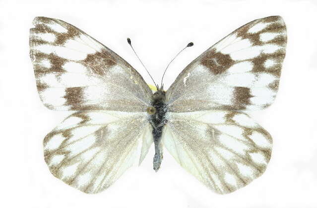 Image of Checkered White