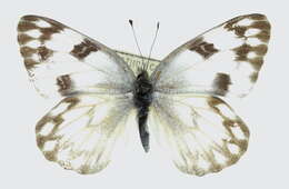 Image of Checkered White