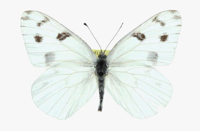 Image of Checkered White