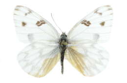 Image of Checkered White