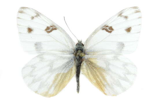 Image of Checkered White