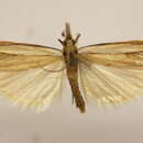 Image of Fernandocrambus ruptifascia Hampson 1919