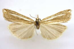 Image of Crambus cockleellus Kearfott 1908