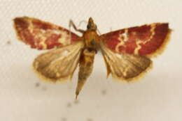 Image of Pyrausta shirleyae Munroe 1976