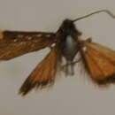 Image de Pyrausta coccinea Warren 1892