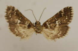 Image of Samea druchachalis Dyar 1924