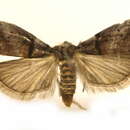 Image of Acrobasis kylesi Neunzig 1986