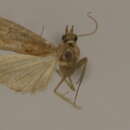 Image of Salebriaria fergusonella