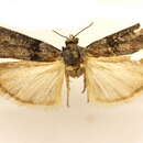 Image of Sciota inconditella