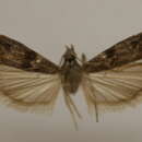 Image of Homoeosoma asylonnastes Goodson & Neunzig 1993