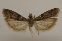 Image of Homoeosoma asylonnastes Goodson & Neunzig 1993
