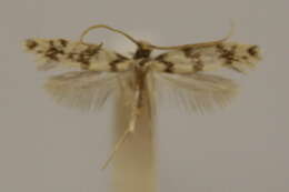 Image of Eudarcia granulatella (Zeller 1852)