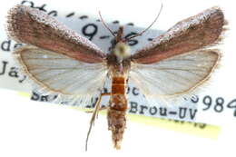 Peoria bipartitella Ragonot 1887 resmi