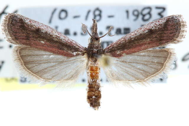 Peoria bipartitella Ragonot 1887 resmi