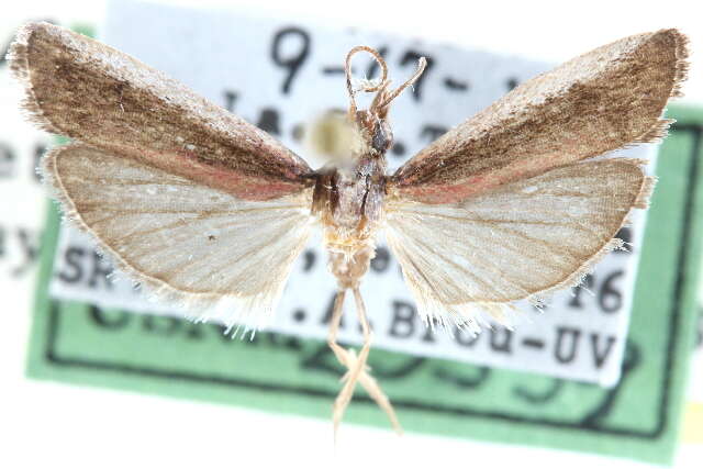 Peoria bipartitella Ragonot 1887 resmi