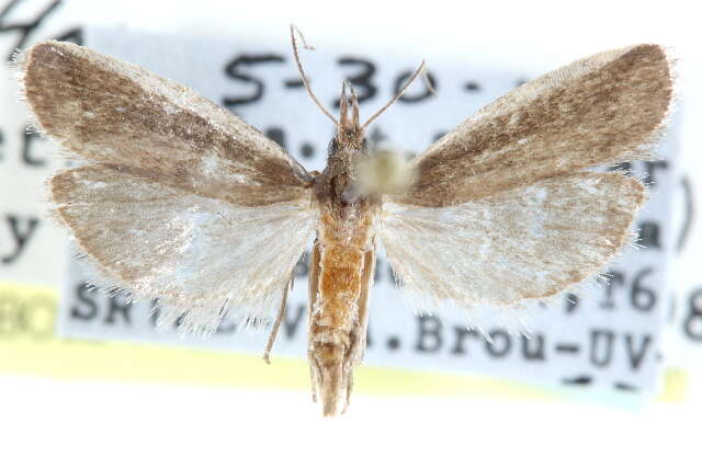 Peoria bipartitella Ragonot 1887 resmi