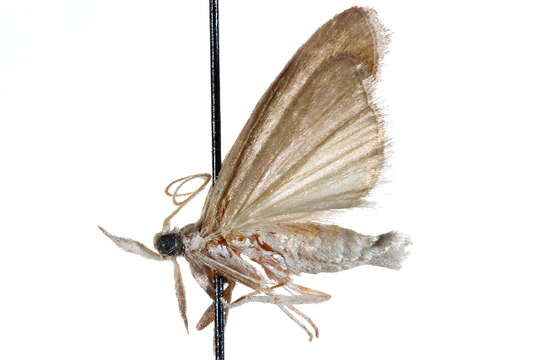 Image of Arivaca pimella Dyar 1906