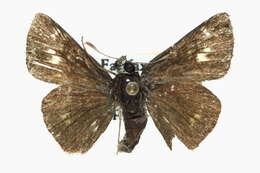 Image of Crossline Skipper