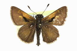 Image of Tawny-edged Skipper