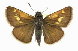 Image of Tawny-edged Skipper