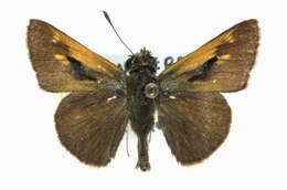 Image of Tawny-edged Skipper